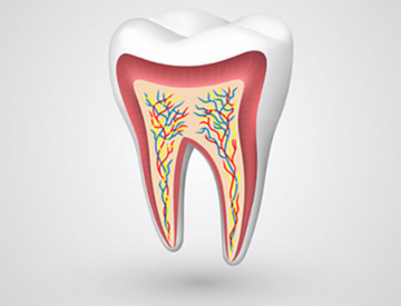 Layers of Teeth